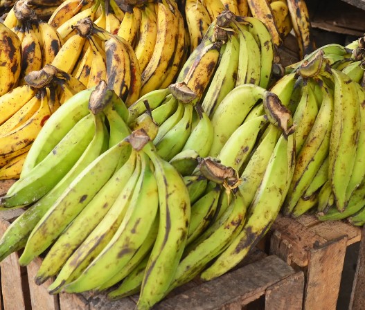 Banane plantain