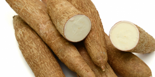 manioc