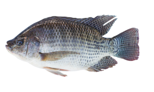 tilapia