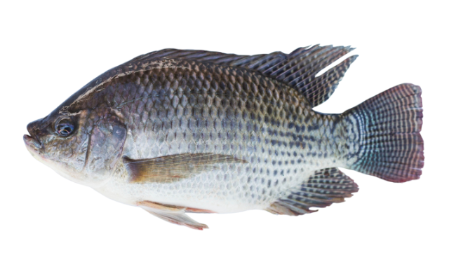 tilapia